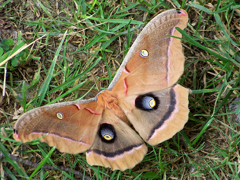 Butterfly Photography – Craft Picnic